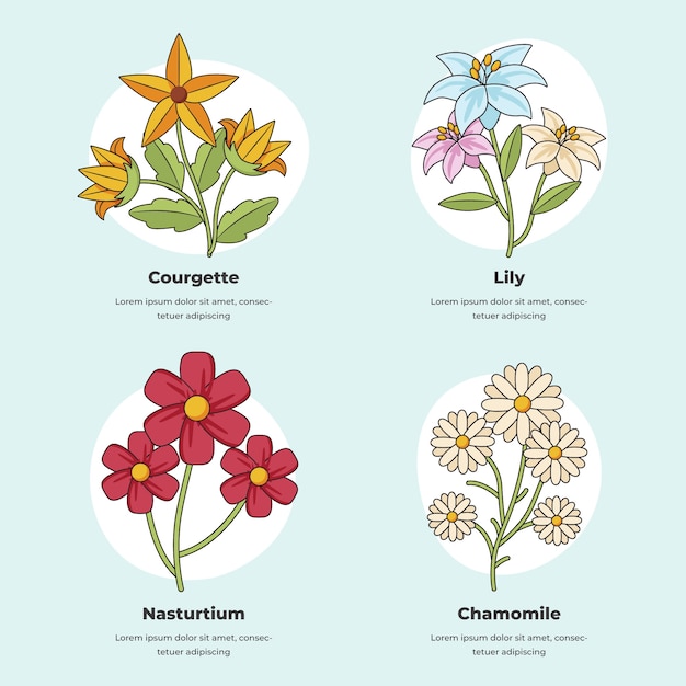 Free Vector hand drawn botanical flower chart