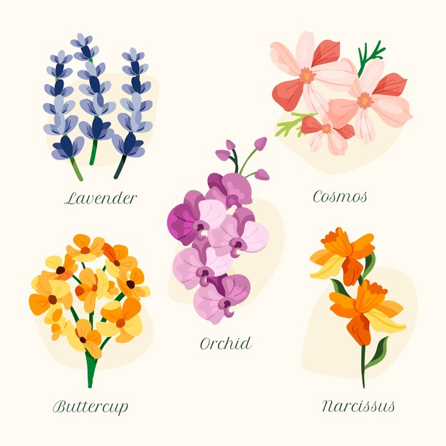 Free Vector hand drawn botanical flower chart