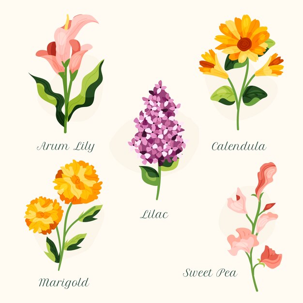 Free Vector hand drawn botanical flower chart