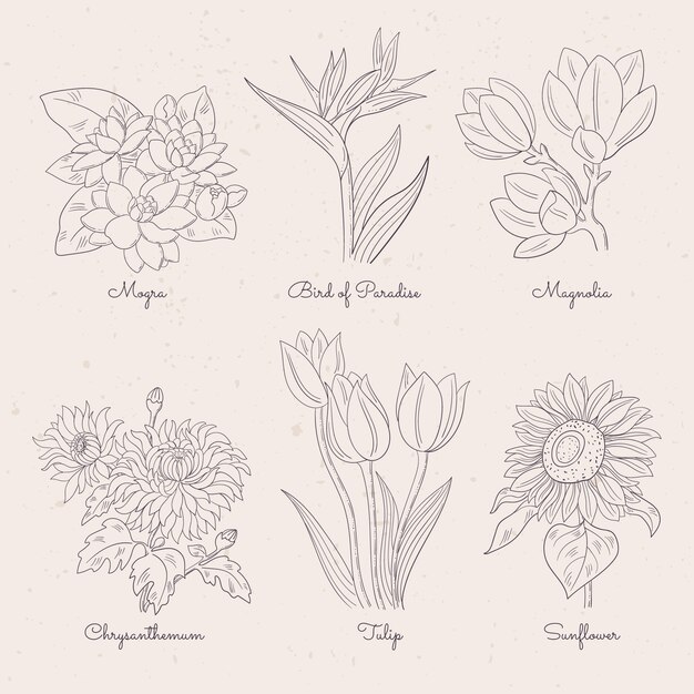 Hand drawn botanical flower chart