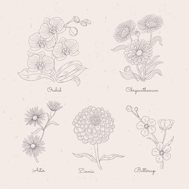 Hand drawn botanical flower chart