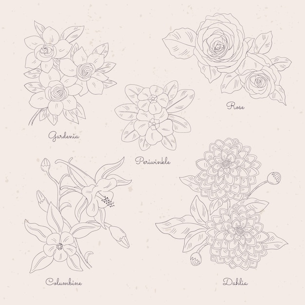 Hand drawn botanical flower chart