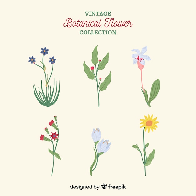 Hand drawn botanical flower collection