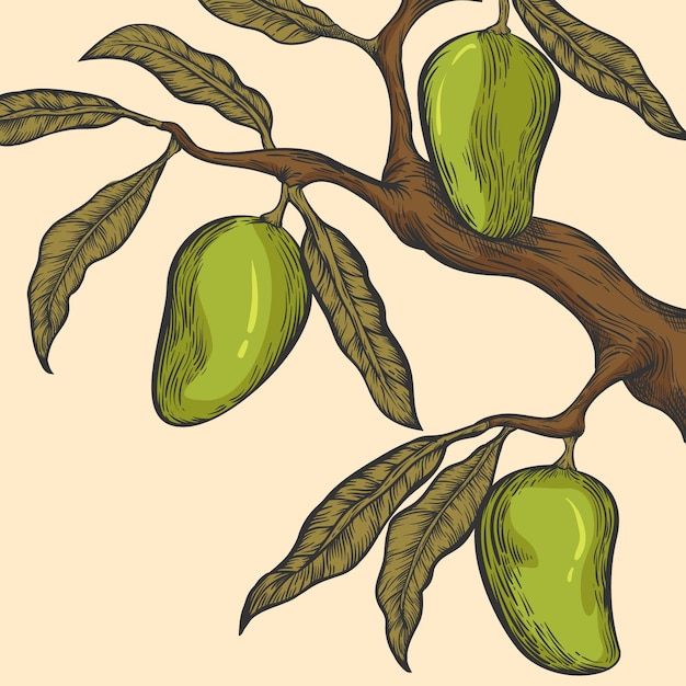 Free Vector hand drawn botanical mango tree branch