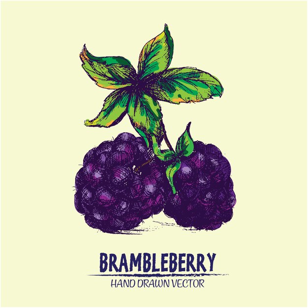 Hand drawn brambleberry background