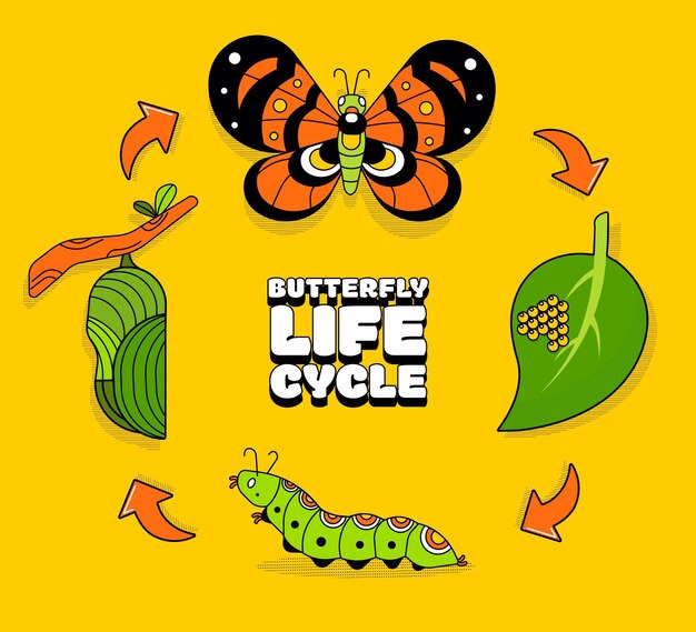 Hand drawn butterfly life cycle