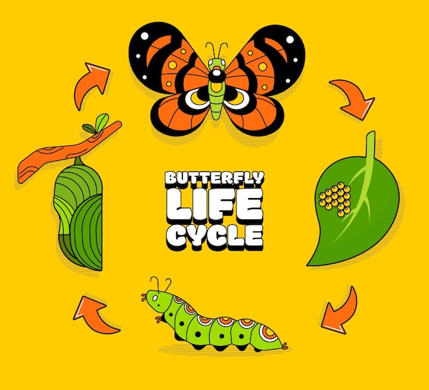 Free Vector hand drawn butterfly life cycle