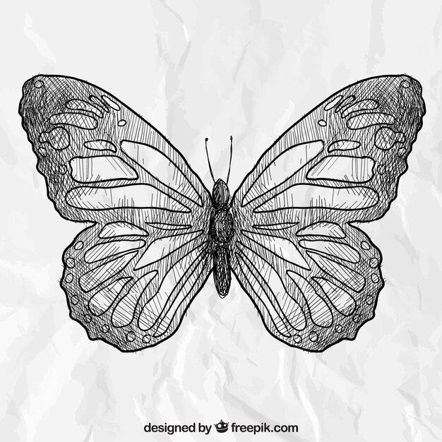 Hand drawn butterfly