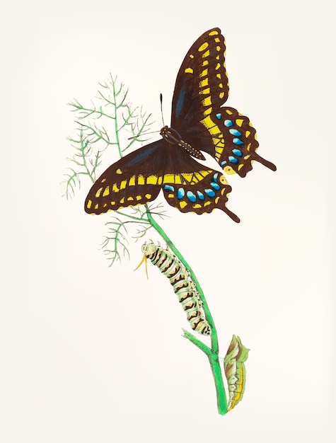 Free Vector hand drawn of butterfly