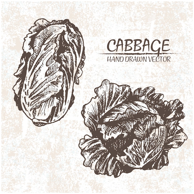 Free Vector hand drawn cabbages design