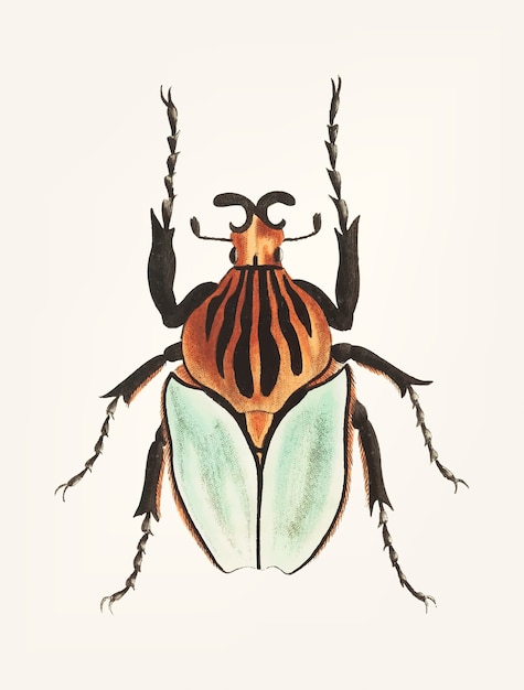 Free Vector hand drawn of cacique beetle