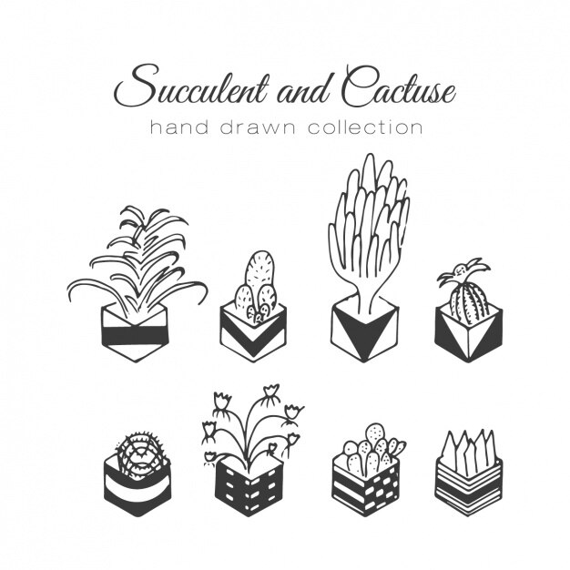 Hand drawn cactus collection