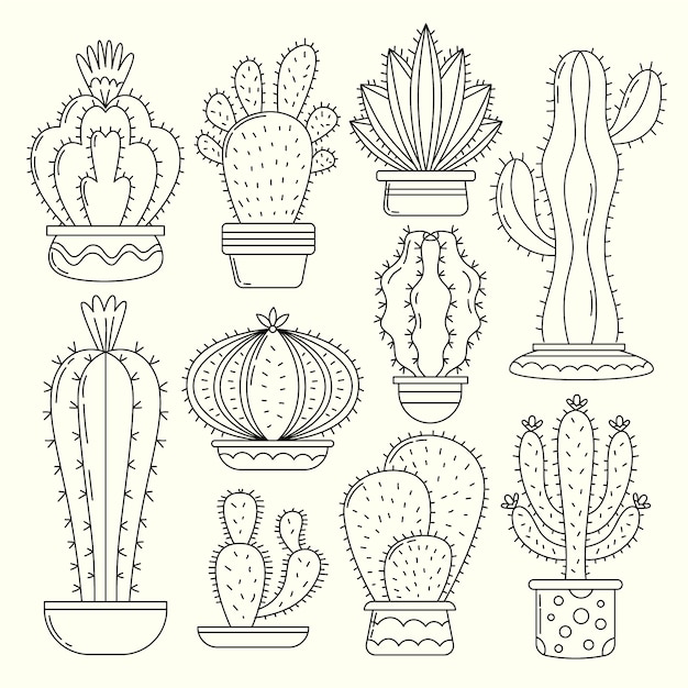 Hand drawn cactus drawing illustration