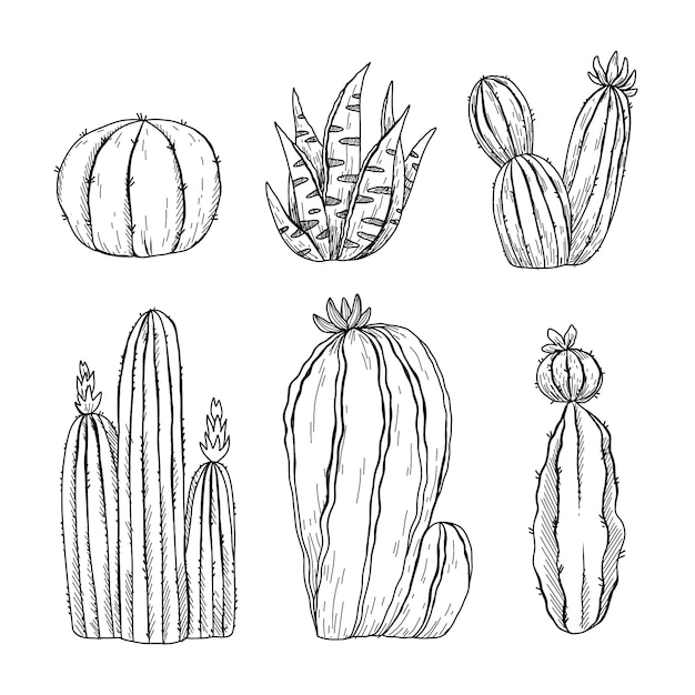 Hand drawn cactus drawing illustration