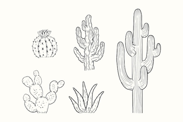 Free Vector hand drawn cactus outline illustration