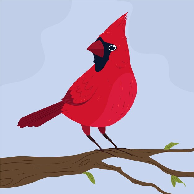 Hand drawn cardinal bird illustration