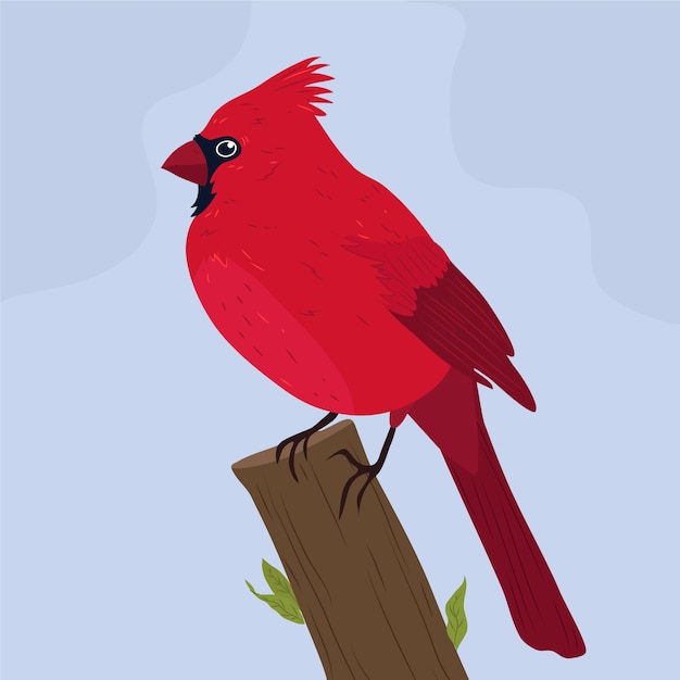 Free vector hand drawn cardinal bird illustration