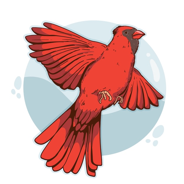 Hand drawn cardinal bird illustration