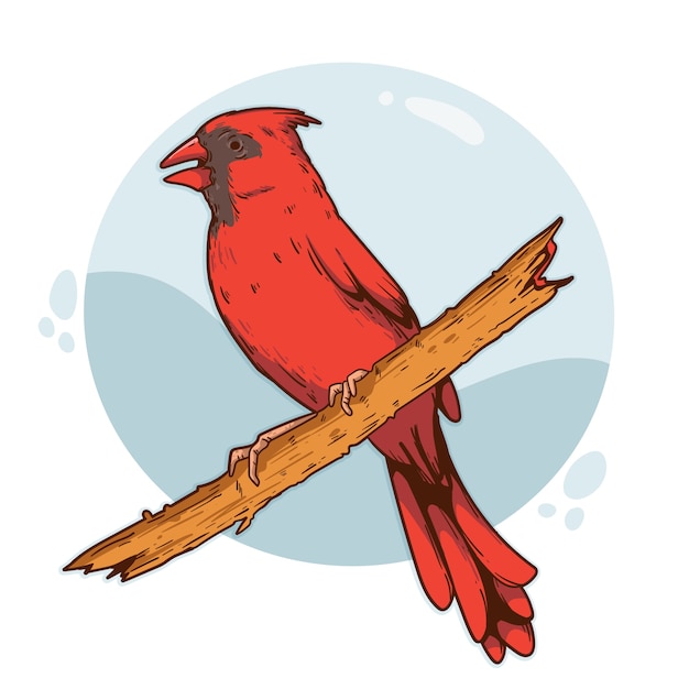 Hand drawn cardinal bird illustration