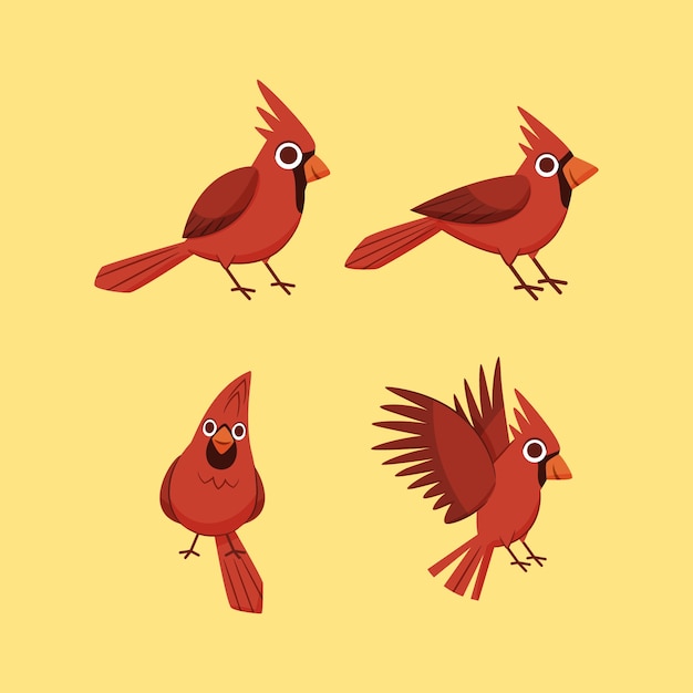 Hand drawn cardinal bird illustration