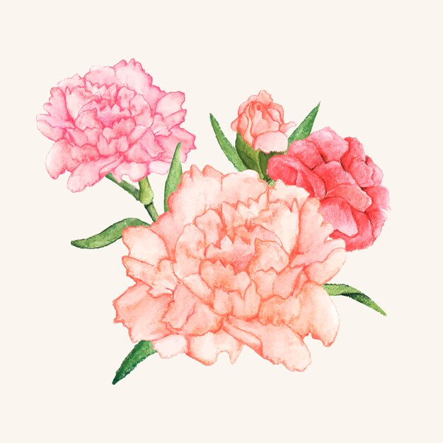 Hand drawn carnation flower isolated