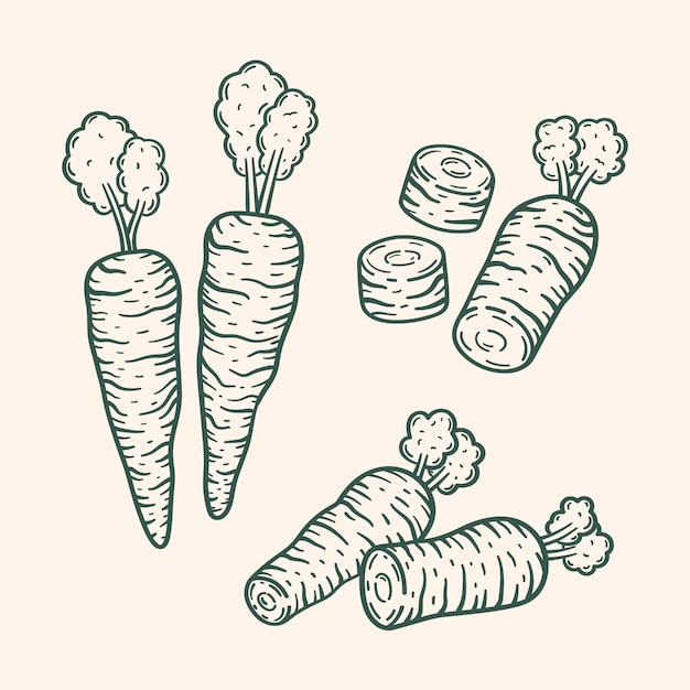 Hand drawn carrot outline illustration