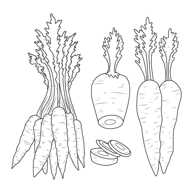 Hand drawn carrot outline illustration