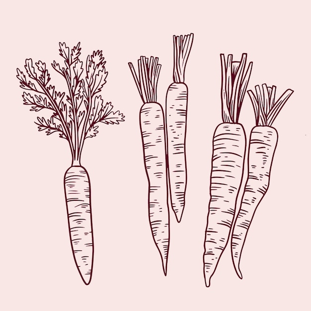 Free Vector hand drawn carrot outline illustration