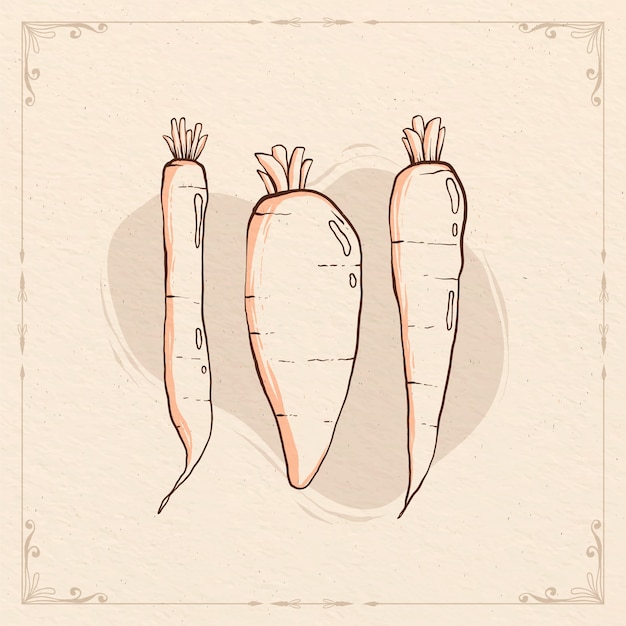 Free Vector hand drawn carrot outline illustration