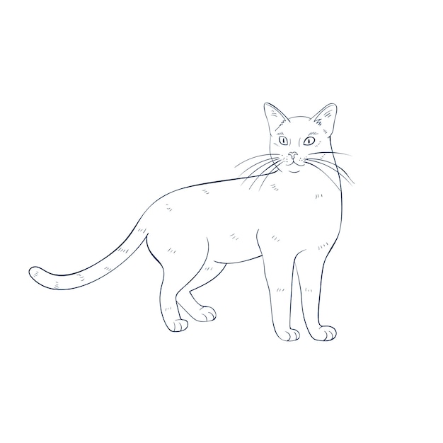 Hand drawn cat outline illustration