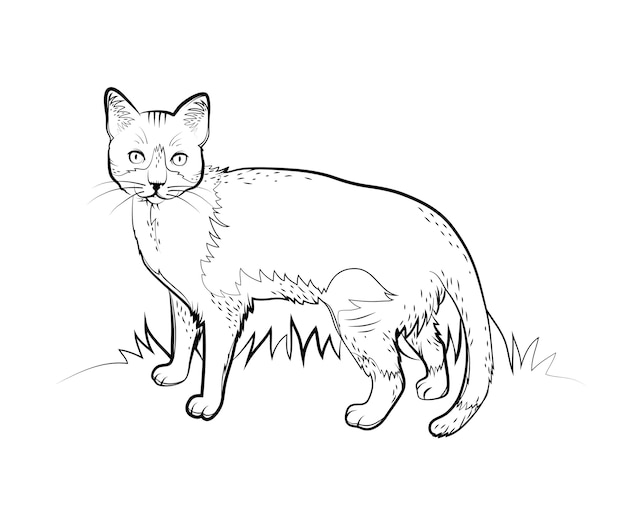 Hand drawn cat outline illustration