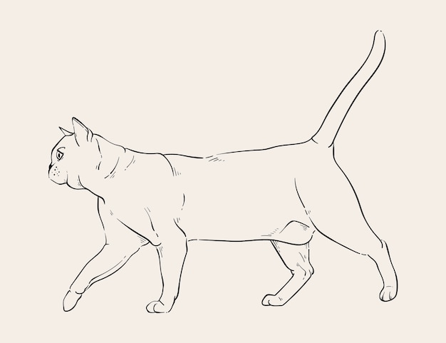 Hand drawn cat outline illustration