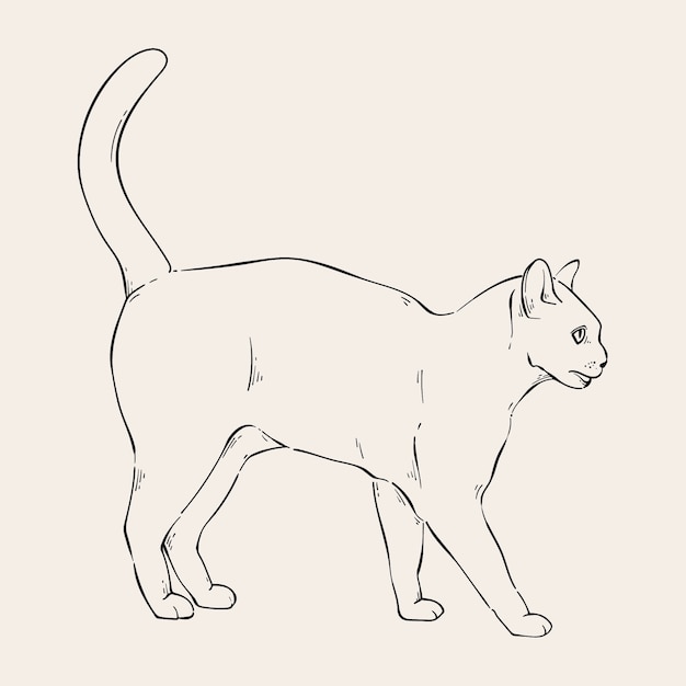 Hand drawn cat outline illustration