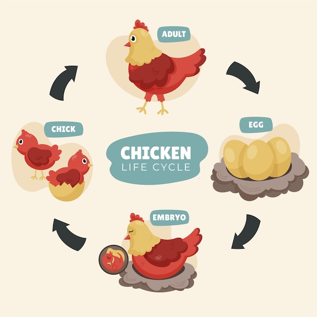 Free Vector hand drawn chicken life cycle