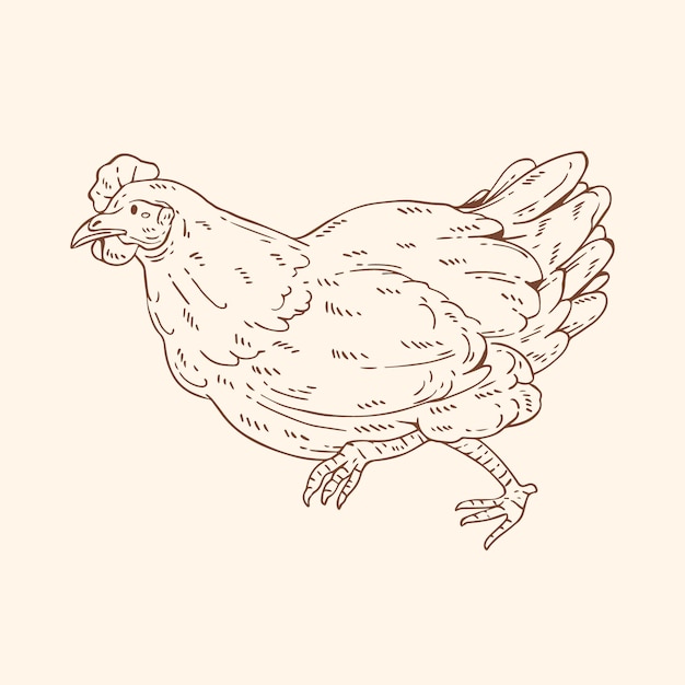 Hand drawn chicken outline illustration