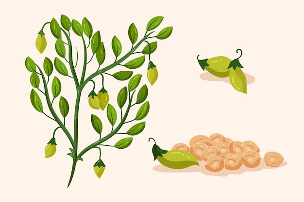 Free Vector hand drawn chickpea beans and plant illustration