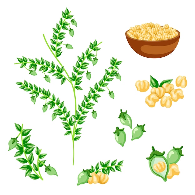 Free Vector hand drawn chickpea beans and plant illustration