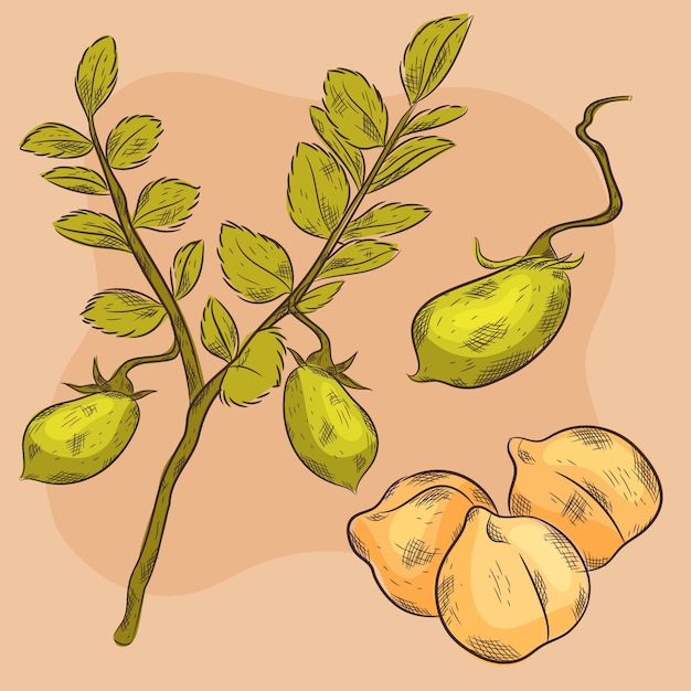 Free Vector hand drawn chickpea beans with plant illustration