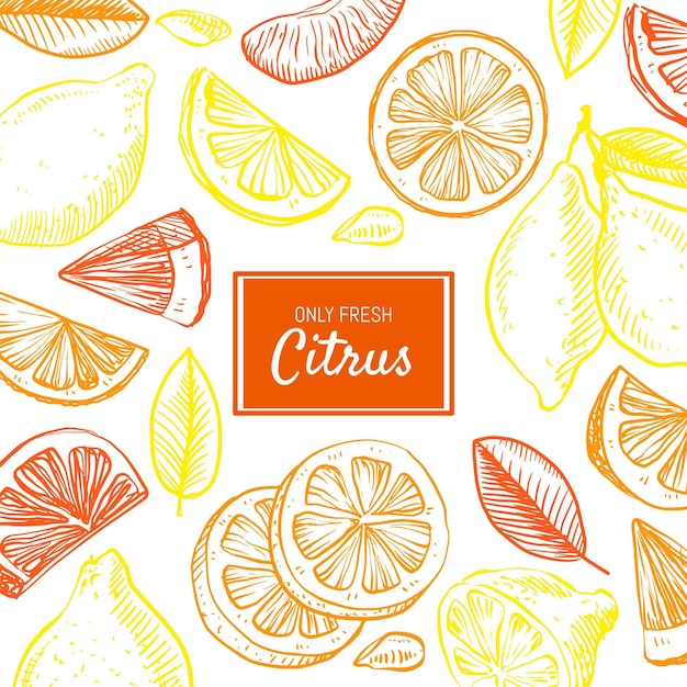 Hand drawn citrus background