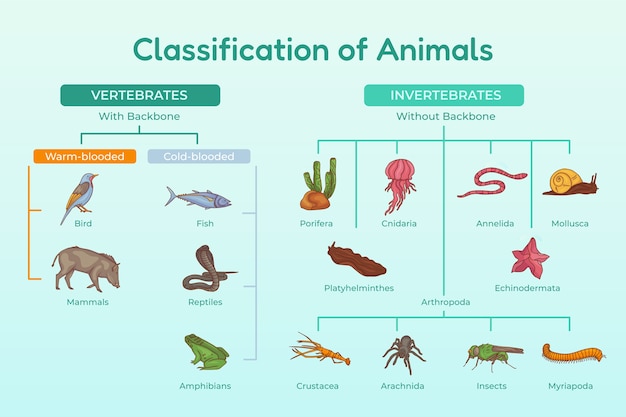 Free vector hand drawn classification of animals infographic