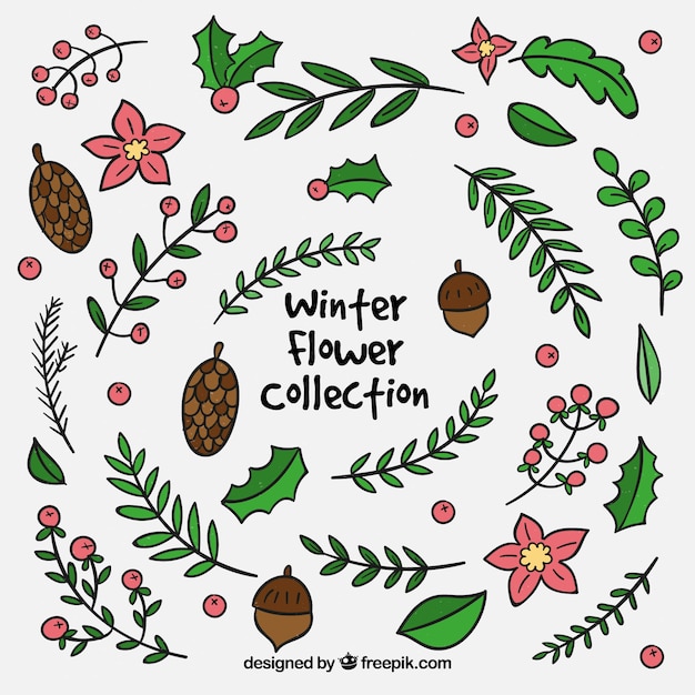 Hand drawn collection of winter leaves, flowers and acorns