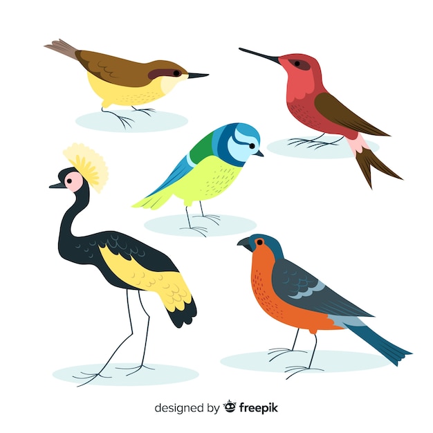 Hand drawn colorful bird collection