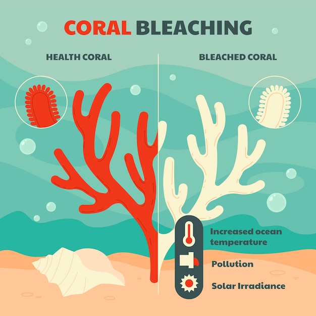 Hand drawn coral bleaching infographic