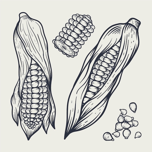 Free vector hand drawn corn on the cob drawing element