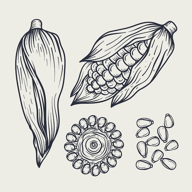 Hand drawn corn on the cob drawing element