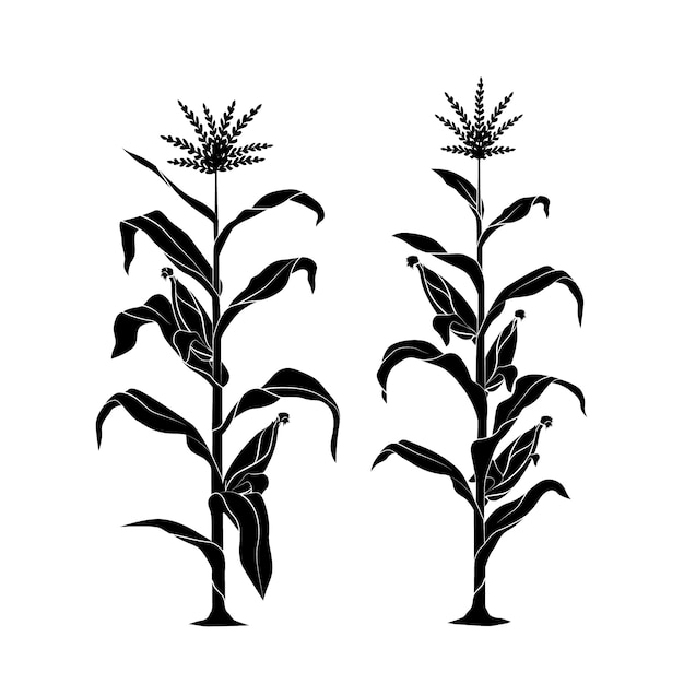 Hand drawn corn silhouette illustration