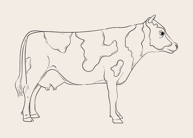 Hand drawn cow outline illustration