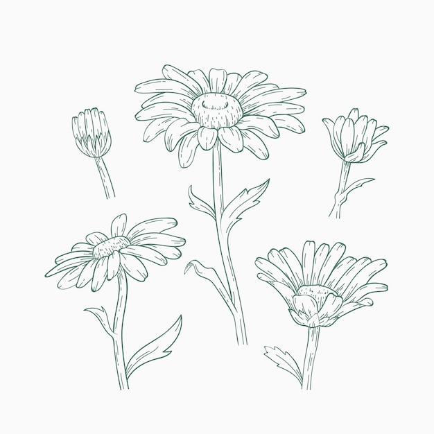 Free vector hand drawn daisy outline illustration