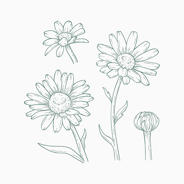 Free vector hand drawn daisy outline illustration