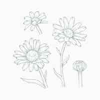 Free vector hand drawn daisy outline illustration